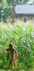 Corn growing in Waterofrd VA